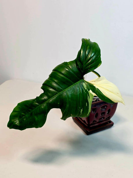Philodendron Golden Dragon Variegated Established Plant in a Nursery Pot- Collector Rare Indoor Plants - Live Plant - SAME plant - US Seller