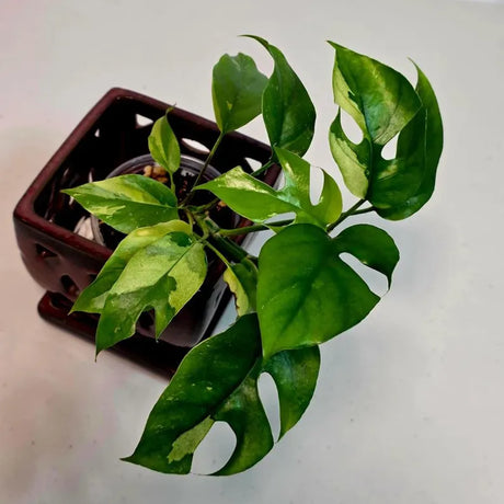 Rare Variegated Rhaphidophora Tetrasperma Albo - Mini Tetrasperma Exact Collector Plant - US Seller