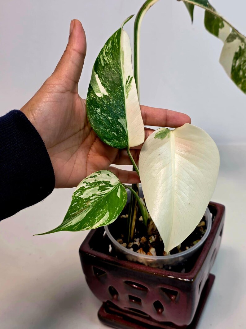 Variegated Monstera Albo Plant - Rare Indoor White Monstera Albo Borsigiana Plant - Half-Moon Baby Leaf Plant - Rare Houseplant -EXACT Plant