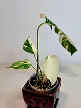 Variegated Monstera Albo Plant - Rare Indoor White Monstera Albo Borsigiana Plant - Half-Moon Baby Leaf Plant - Rare Houseplant -EXACT Plant