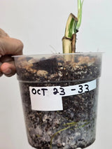 Variegated Monstera Albo Plant - Rare Indoor Plant - White Monstera Borsigiana Albo Baby Leaf Plant - Albo Monstera - EXACT Plant- US Seller