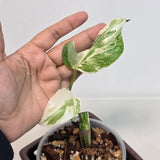 Variegated Monstera Albo Plant - Rare Indoor Plant - White Monstera Borsigiana Albo Baby Leaf Plant - Albo Monstera - EXACT Plant- US Seller
