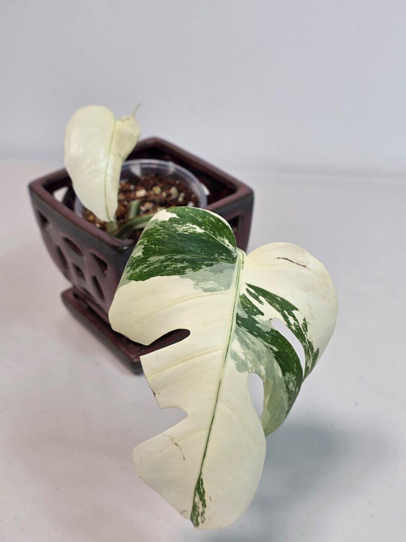 Variegated Monstera Albo EXACT Live Plant - Rare Indoor Plant - White Monstera Borsigiana Albo Top Cut Potted Plant - Large Form - US Seller