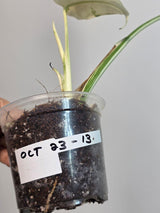 Variegated Monstera Albo EXACT Live Plant - Rare Indoor Plant - White Monstera Borsigiana Albo Top Cut Potted Plant - Large Form - US Seller