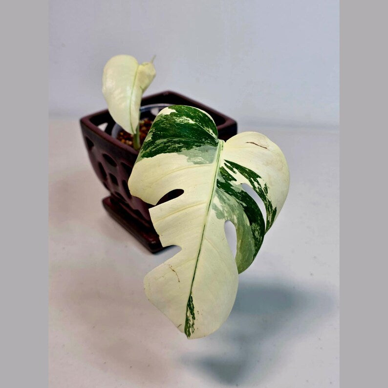 Variegated Monstera Albo EXACT Live Plant - Rare Indoor Plant - White Monstera Borsigiana Albo Top Cut Potted Plant - Large Form - US Seller