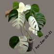 Rare Variegated Monstera Albo