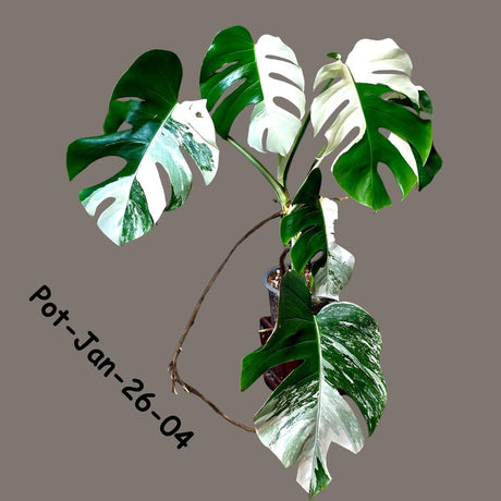 Mature Monstera Albo Variegata – Large Established White Monstera | Exact Plant Listing