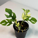 Super Rare Variegated Rhaphidophora Tetrasperma White Monster - Huge Monster - Rare Aroid Live Plant in Nursery Pot - US Seller