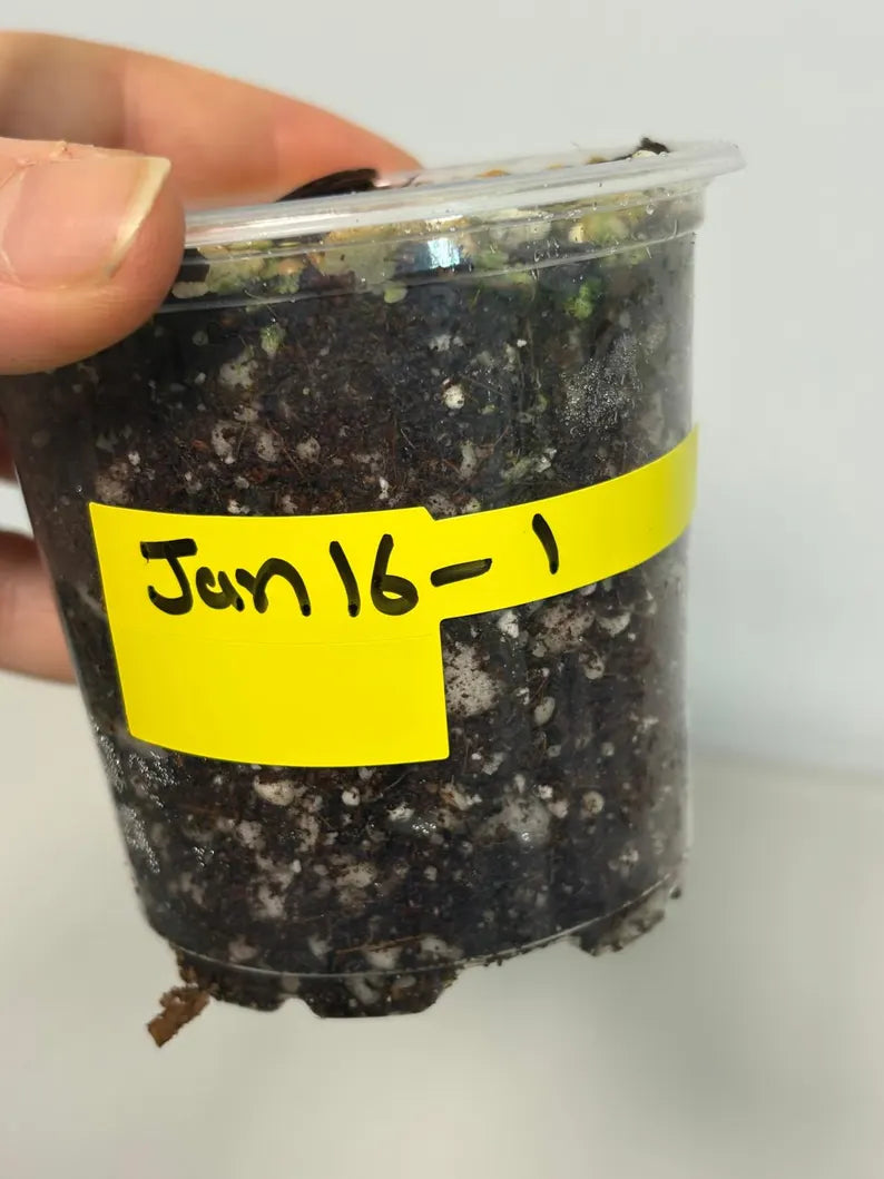 Variegated Monstera Adansonii Mint EXACT Same Plant - Live Adansonii Mint Plant - Beginners Plant - Rare Collector Plant - US Seller