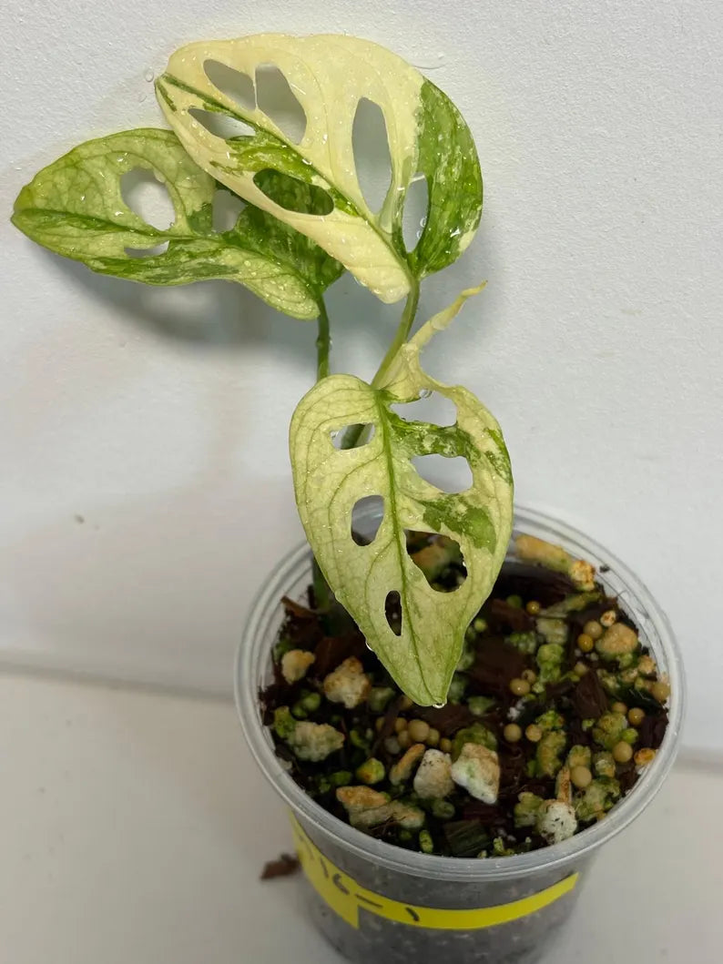Variegated Monstera Adansonii Mint EXACT Same Plant - Live Adansonii Mint Plant - Beginners Plant - Rare Collector Plant - US Seller