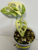 Variegated Monstera Adansonii Mint EXACT Same Plant - Live Adansonii Mint Plant - Beginners Plant - Rare Collector Plant - US Seller