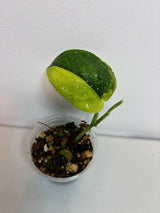 Variegated Scindapsus Pictus 'Jade Satin' Plant - Collector's Aroid - Modern Home Decor - Half-Moon Leaf - EXACT Same Plant - US Seller