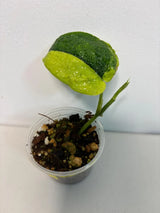 Variegated Scindapsus Pictus 'Jade Satin' Plant - Collector's Aroid - Modern Home Decor - Half-Moon Leaf - EXACT Same Plant - US Seller