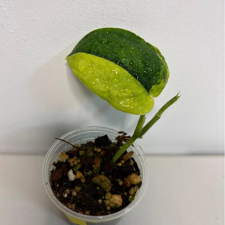 Variegated Scindapsus