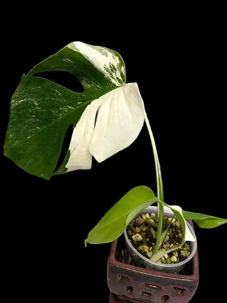 Rare Variegated Monstera Albo