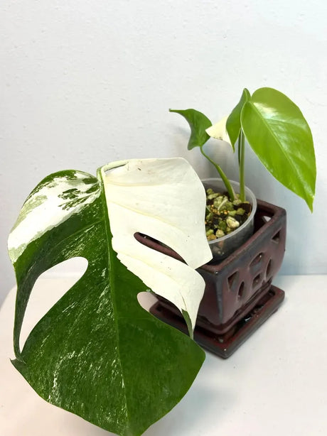 Rare Variegated Monstera Albo