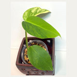 Monstera Aurea Variegated Borsigiana