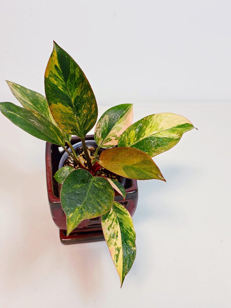 Yellow Congo Philodendron Variegated Live Plant - Super Rare Yellow Congo Indoor - Hard to Come By - Exact Same Plant - US Seller