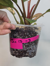 Yellow Congo Philodendron Variegated Live Plant - Super Rare Yellow Congo Indoor - Hard to Come By - Exact Same Plant - US Seller