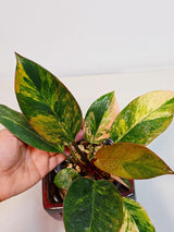 Yellow Congo Philodendron Variegated Live Plant - Super Rare Yellow Congo Indoor - Hard to Come By - Exact Same Plant - US Seller