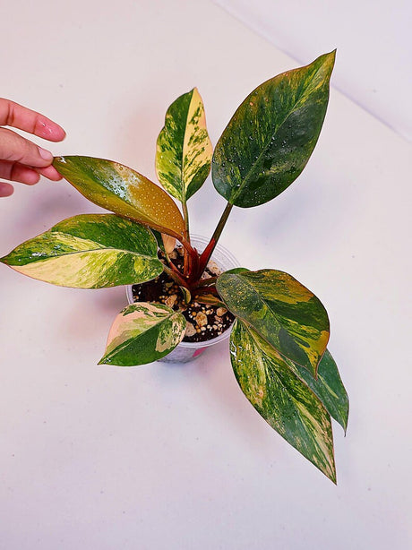 Yellow Congo Philodendron Variegated Live Plant - Super Rare Yellow Congo Indoor - Hard to Come By - Exact Same Plant - US Seller