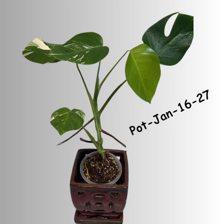 Monstera Albo Variegated Live Plant - RARE Indoor White Albo Borsigiana Exotic Houseplant - Collector's Aroid - EXACT Plant - US Seller
