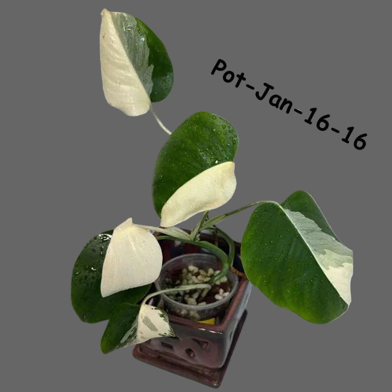 Variegated Monstera Albo