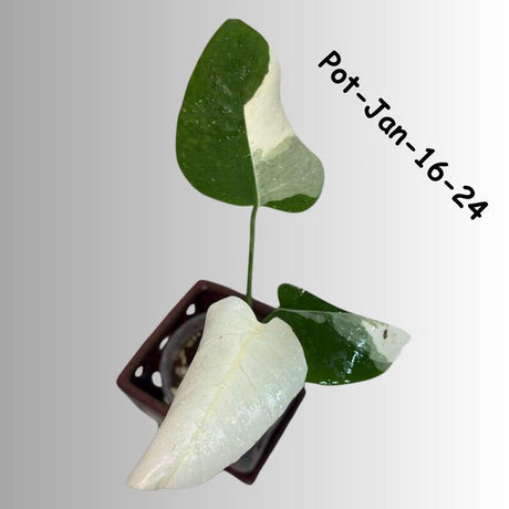 Monstera Albo Variegated Live Plant - RARE Indoor White Albo Borsigiana Exotic Houseplant - Collector's Aroid - EXACT Plant - US Seller