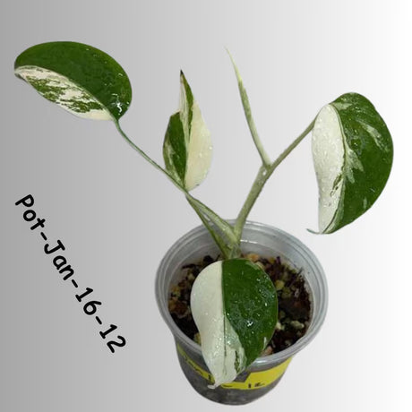 Monstera Albo Variegated Live Plant - RARE Indoor White Albo Borsigiana Exotic Houseplant - Collector's Aroid - EXACT Plant - US Seller