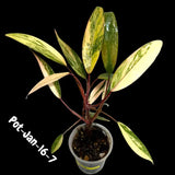 Rooted Plant
pink indoor plant
