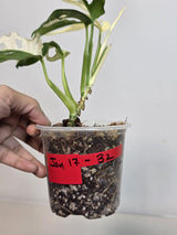 High Variegated White Monstera Adansonii Albo EXACT Live Plant - Half-Moon Swiss Cheese Plant - Super Rare Collector Plant - US Seller