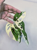 variegated adansonii
