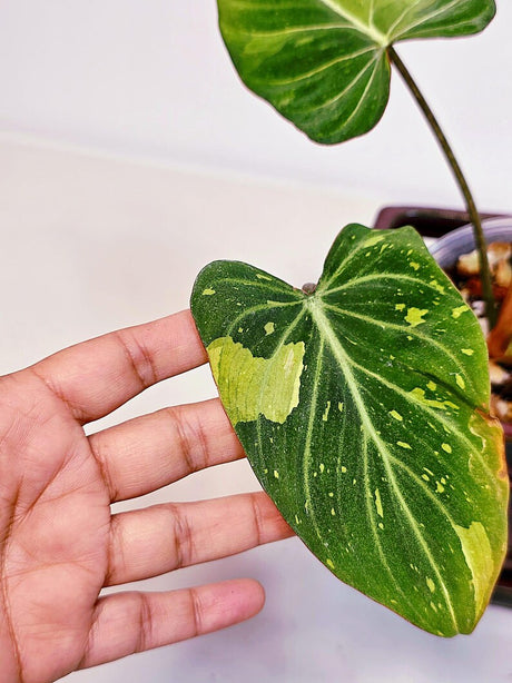 Gloriousum Tricolor EXACT Plant