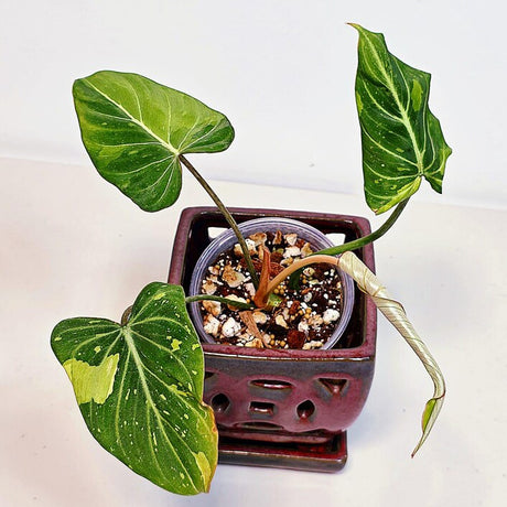 Super Rare Variegated Philodendron 