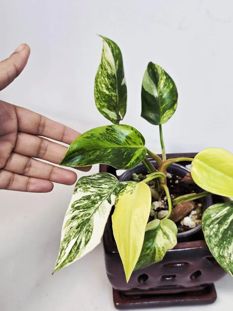 Philodendron White Princess Tricolor - Super Rare Variegated Aroid - Indoor Climbing Houseplant Collector Plant - Same Plant - US Seller