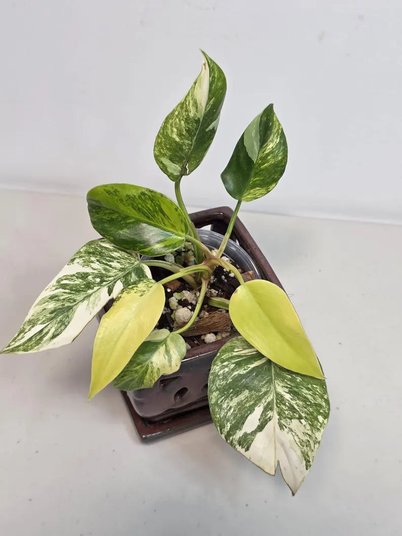 Philodendron White Princess Tricolor - Super Rare Variegated Aroid - Indoor Climbing Houseplant Collector Plant - Same Plant - US Seller