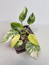 Philodendron White Princess Tricolor - Super Rare Variegated Aroid - Indoor Climbing Houseplant Collector Plant - Same Plant - US Seller