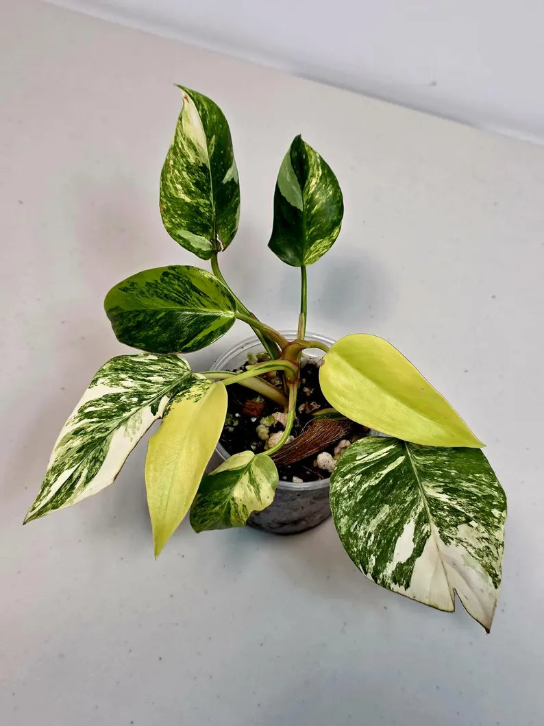Philodendron White Princess Tricolor - Super Rare Variegated Aroid - Indoor Climbing Houseplant Collector Plant - Same Plant - US Seller