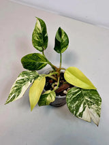 Philodendron White Princess Tricolor - Super Rare Variegated Aroid - Indoor Climbing Houseplant Collector Plant - Same Plant - US Seller