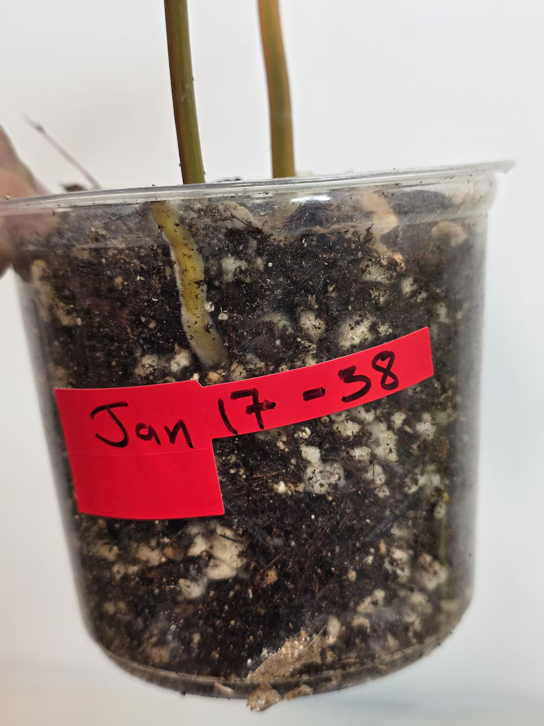 Philodendron Billietiae Variegated - Super Rare Variegated Billietiae Pot - Large Leaves - Collector's Aroid - Exact Same Plant - US Seller