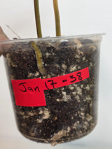 Philodendron Billietiae Variegated - Super Rare Variegated Billietiae Pot - Large Leaves - Collector's Aroid - Exact Same Plant - US Seller