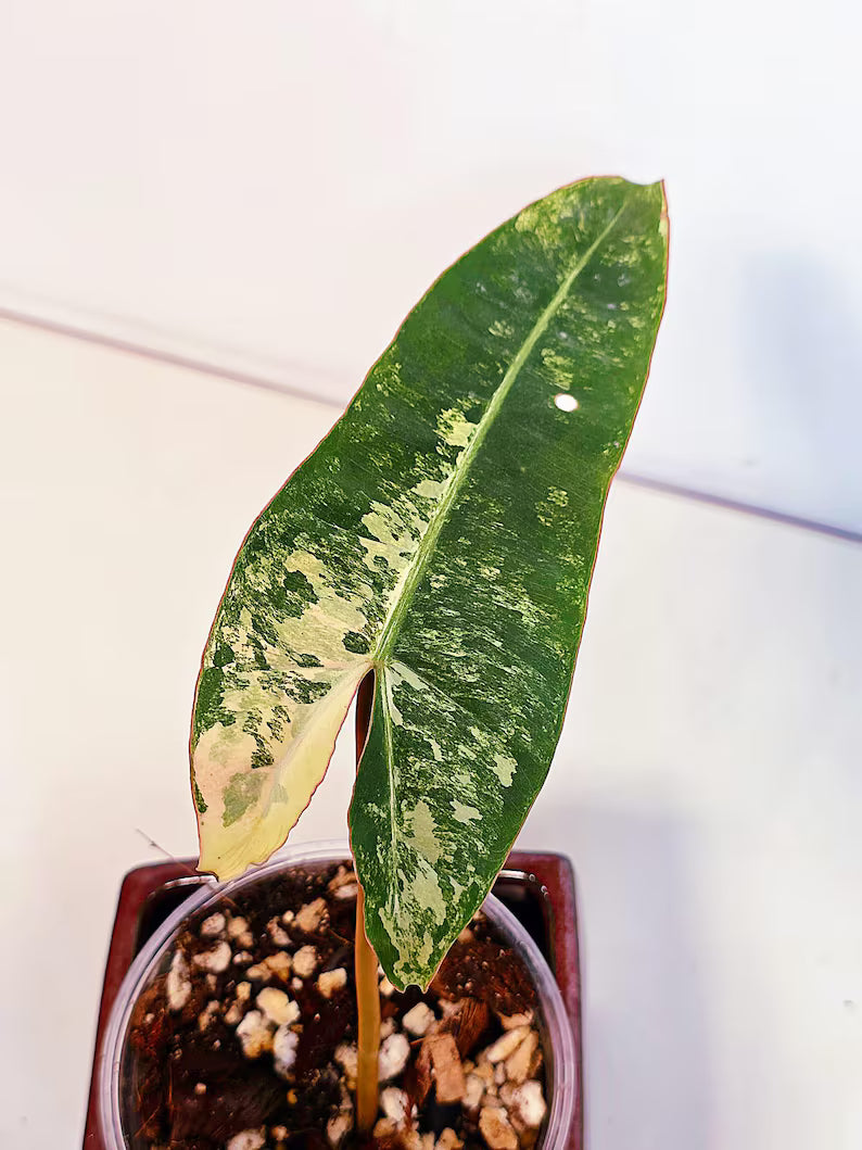 Philodendron Billietiae Variegated - Super Rare Variegated Billietiae Pot - Large Leaves - Collector's Aroid - Exact Same Plant - US Seller