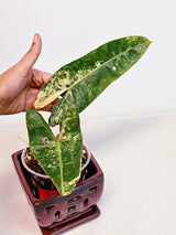 Philodendron Billietiae Variegated - Super Rare Variegated Billietiae Pot - Large Leaves - Collector's Aroid - Exact Same Plant - US Seller