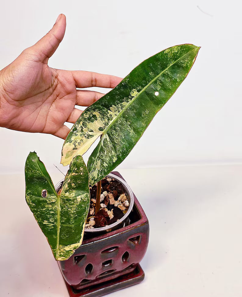 Philodendron Billietiae Variegated - Super Rare Variegated Billietiae Pot - Large Leaves - Collector's Aroid - Exact Same Plant - US Seller