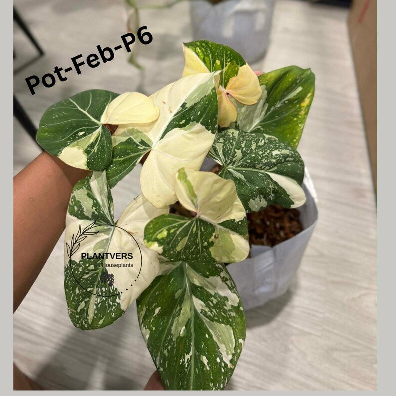 Super Rare Variegated Philodendron Gloriousum Tricolor EXACT Plant - Live Tropical Houseplant - Gift Plant - US Seller