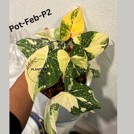 Super Rare Variegated Philodendron Gloriousum Tricolor EXACT Plant - Live Tropical Houseplant - Gift Plant - US Seller