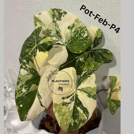 Super Rare Variegated Philodendron Gloriousum Tricolor EXACT Plant - Live Tropical Houseplant - Gift Plant - US Seller