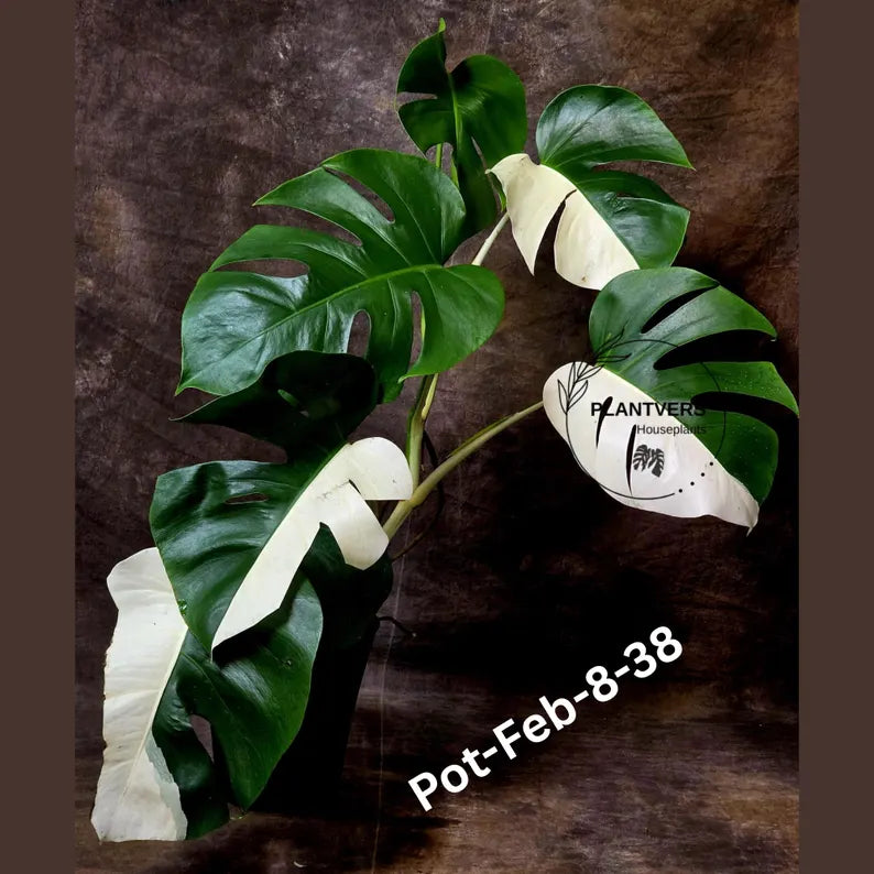 Monstera Albo - Rare Variegated Monstera Borsigiana Albo - Rare Collector Half-Moon Leaf Plant - White Monstera - EXACT Plant - US Seller