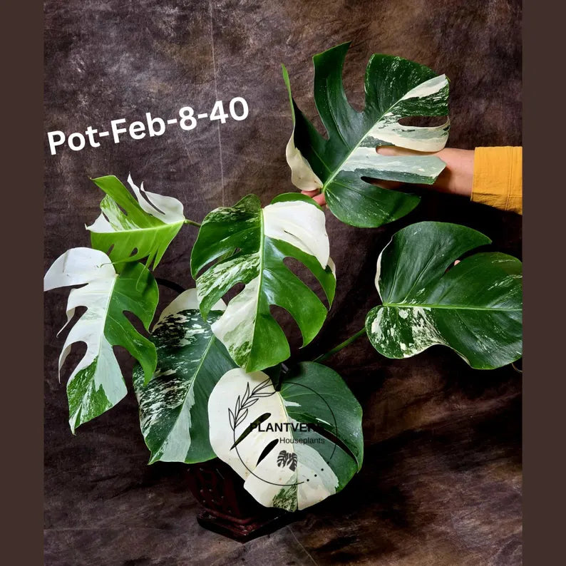 Monstera Albo - Rare Variegated Monstera Borsigiana Albo - Rare Collector Half-Moon Leaf Plant - White Monstera - EXACT Plant - US Seller