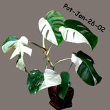 Mature Monstera Albo Variegata – Large Established White Monstera | Exact Plant Listing